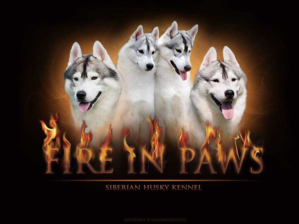 Fire In Paws - Siberan Husky Kennel